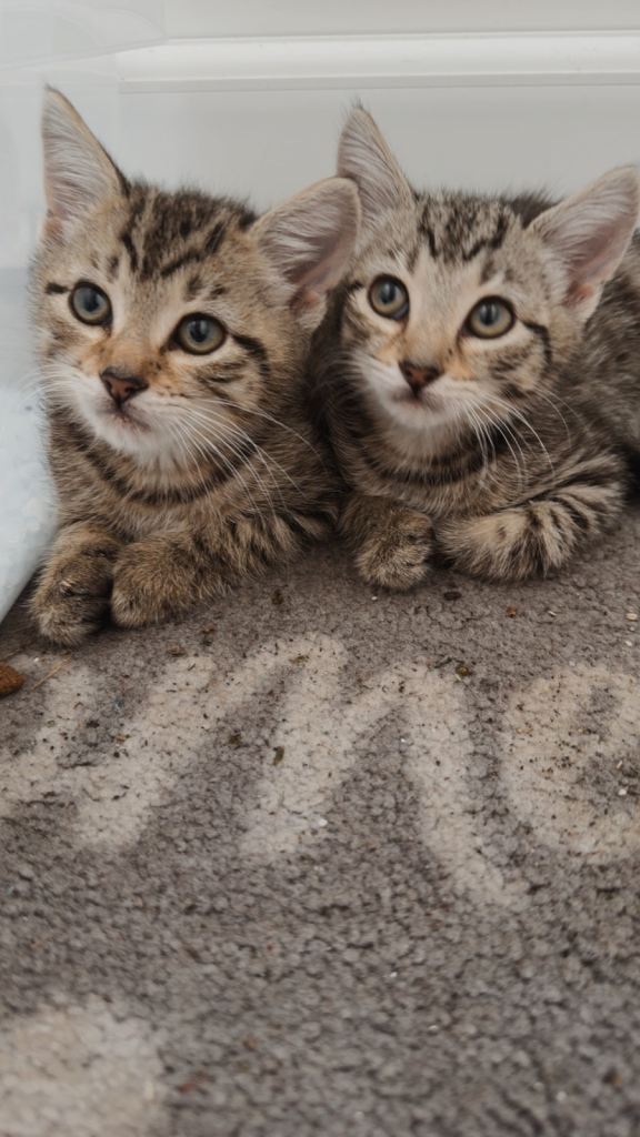 Kittens 