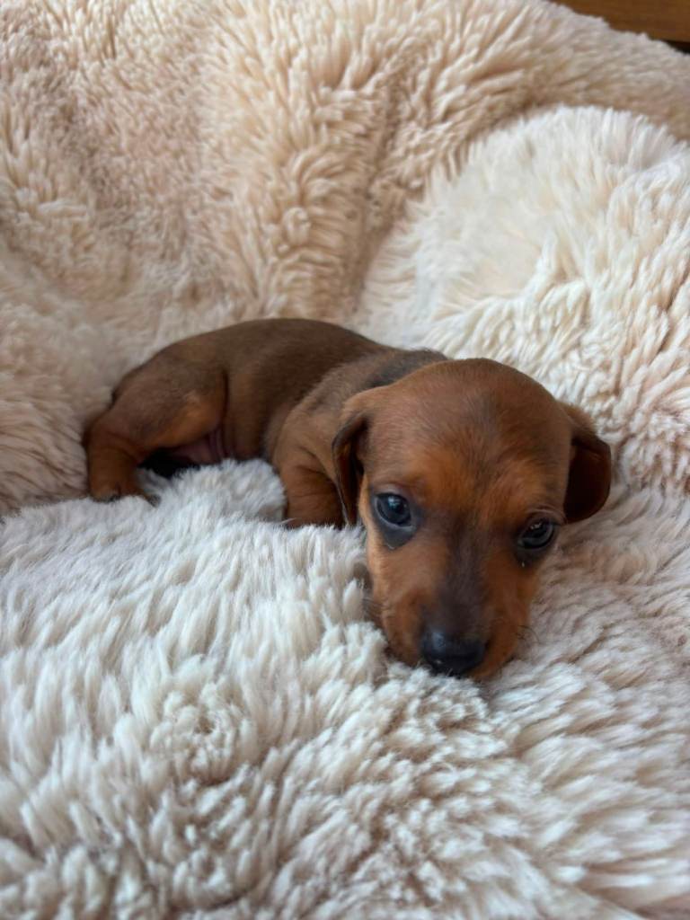 Miniature Dashhounds
