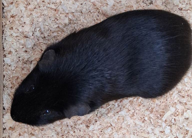Male guinea pigs