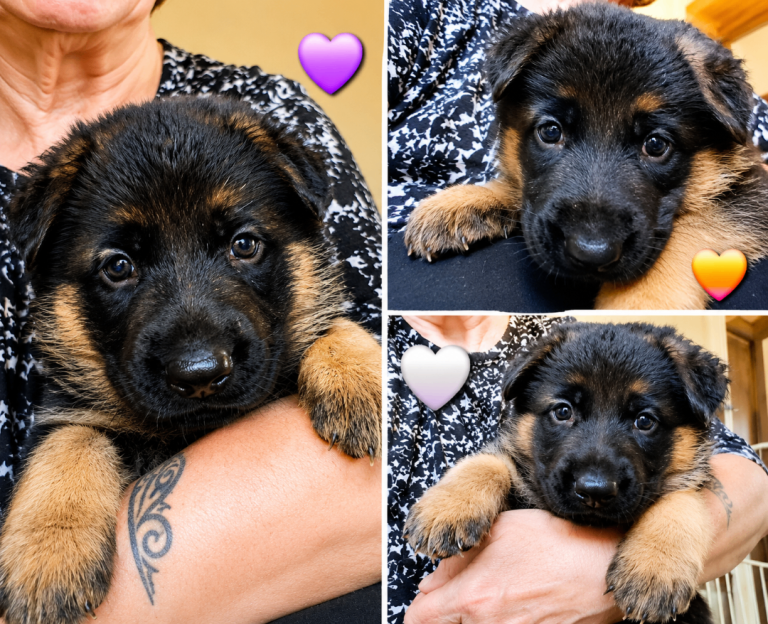 3 gorgeous showline German Shepherd female puppies