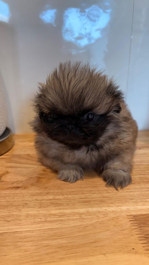 Kc registered Pekingese puppies 