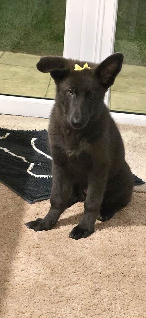 Blue german shepherd 4 months old