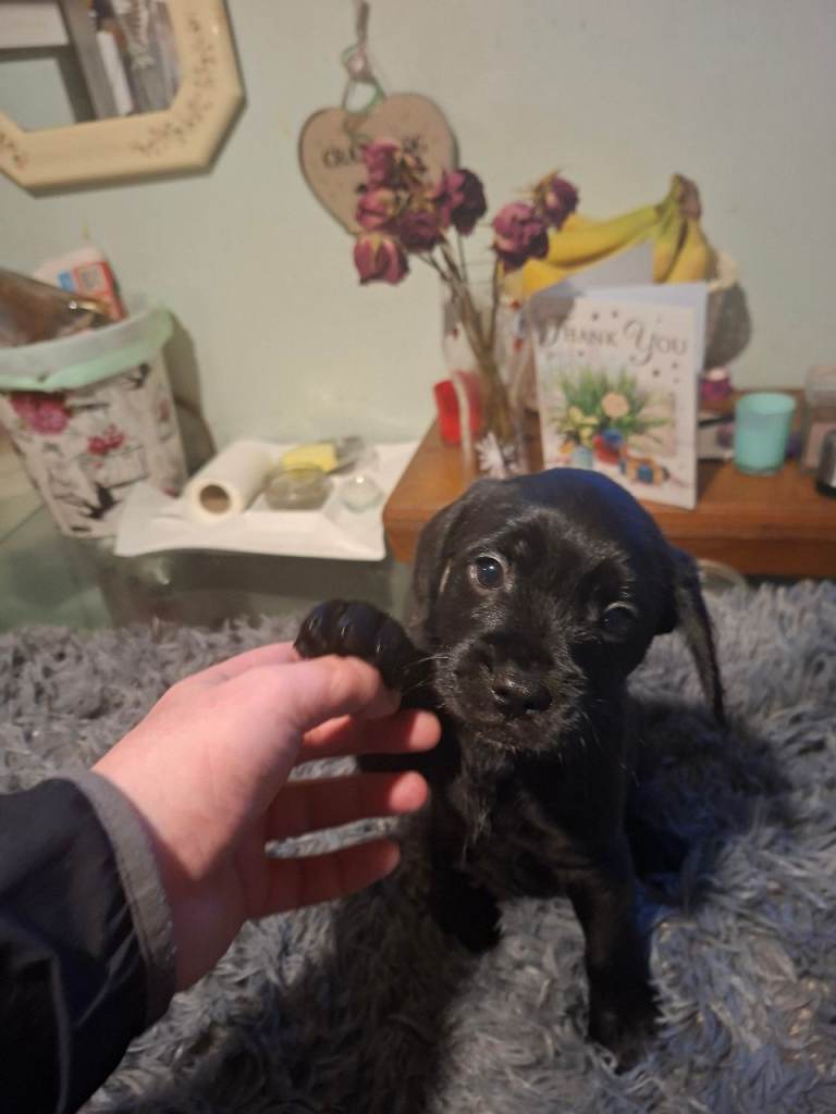 Miniature poodle cross frech bulldog puppies 