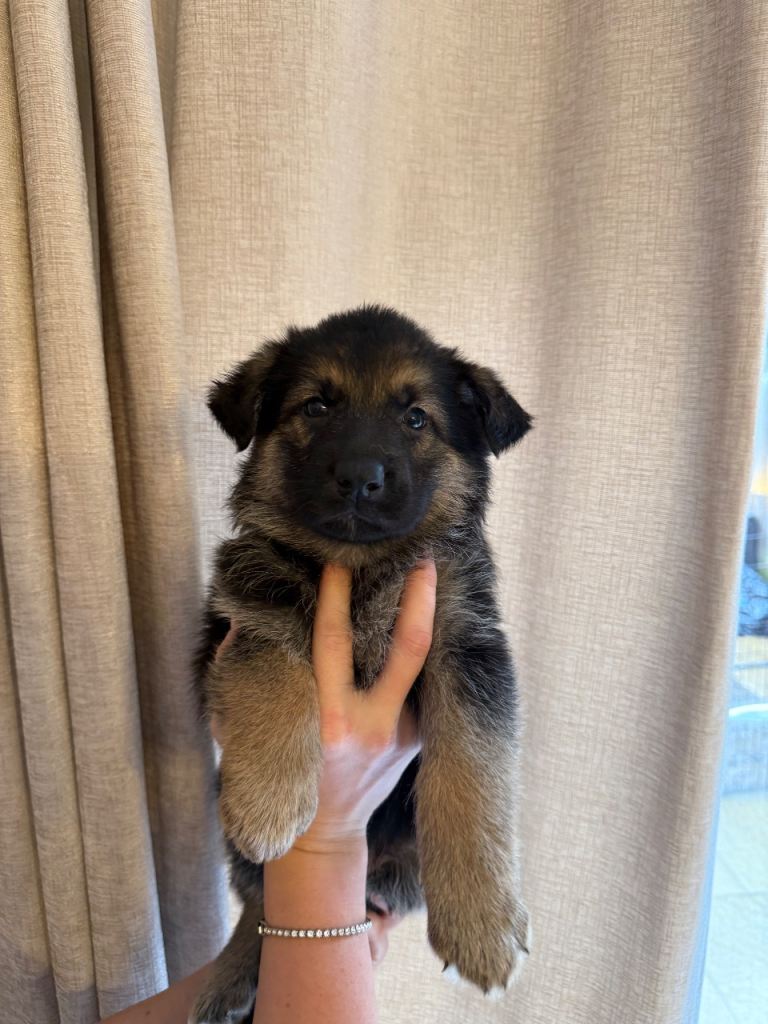 GERMÁN SHEPHERD PUPPIES