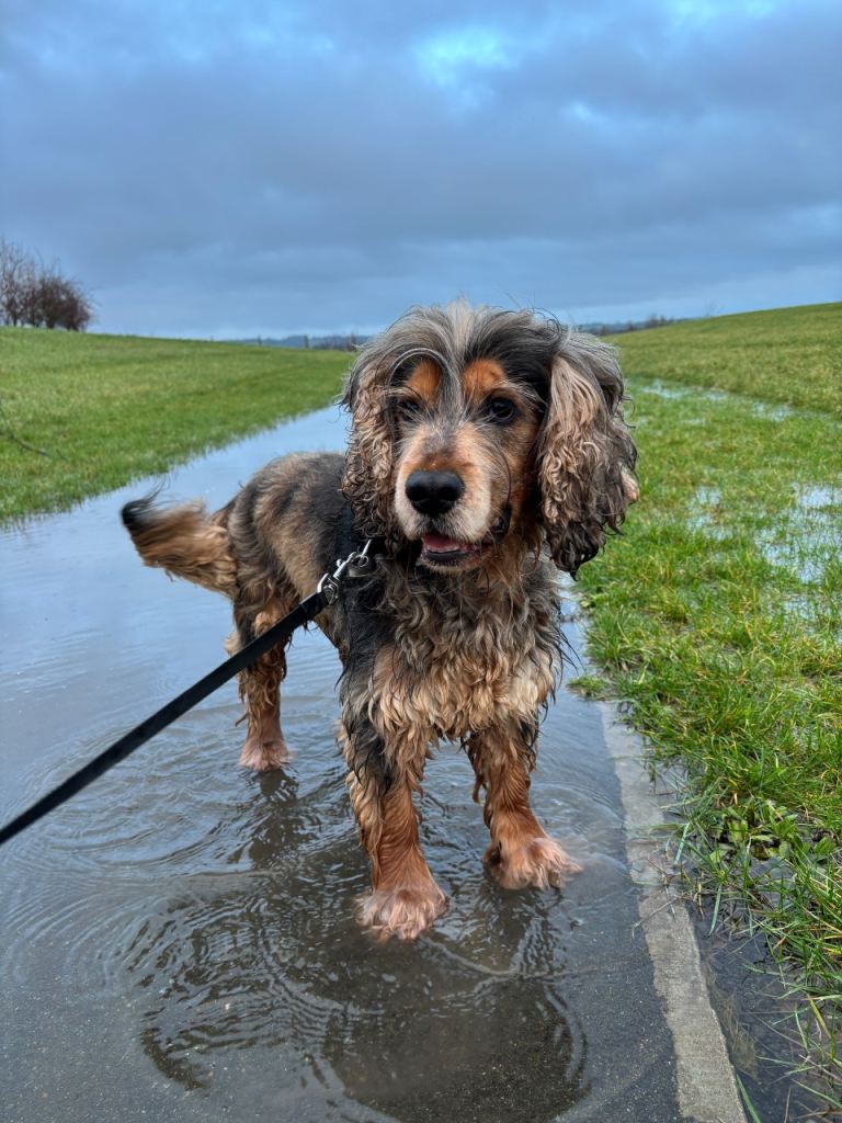 4 year old cocker spaniel 