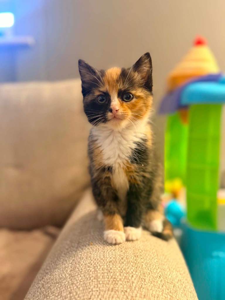 tortie kitten (female)