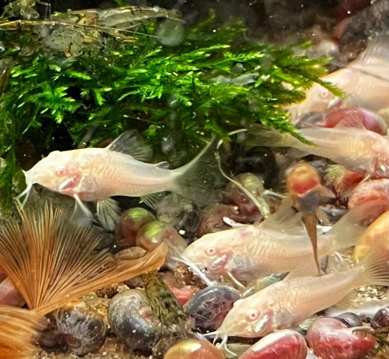 Tropical fish