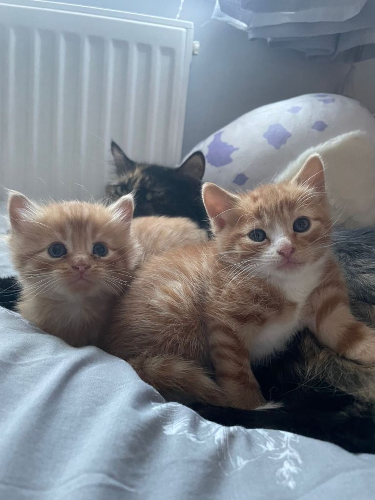 Beautiful Norwegian x kittens 4 males!!  1 ginger reserved 
