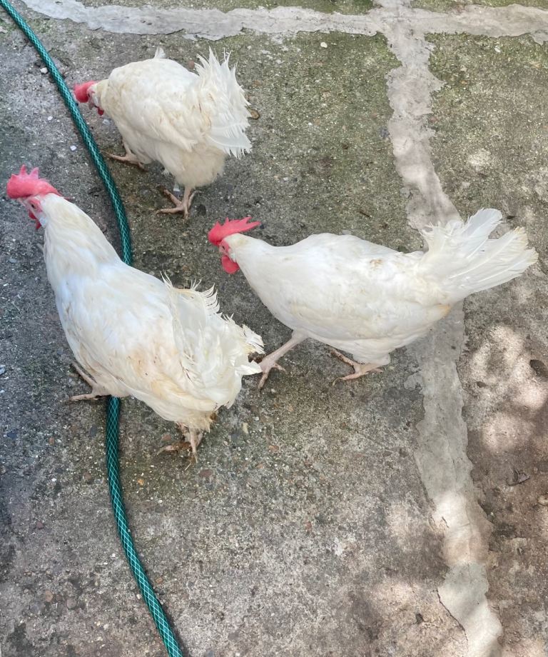 £16 chicken hens: white leghorn, rooster and red Rhode Island layers hens