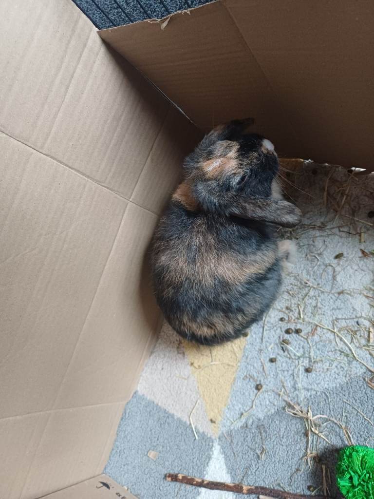 Two rabbits for sale