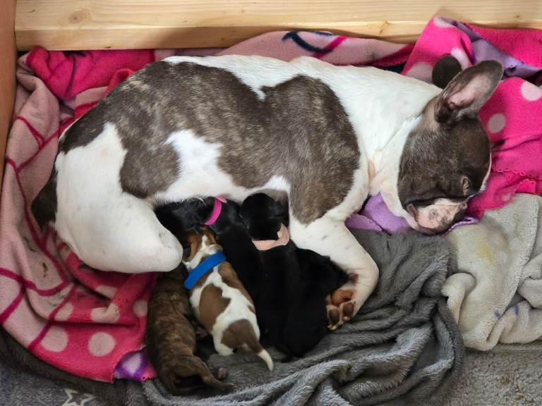 French bull weiner