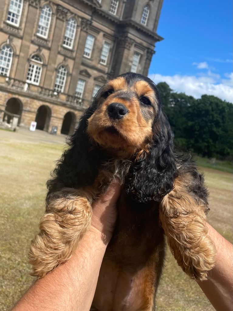 Show type cocker spaniel pup