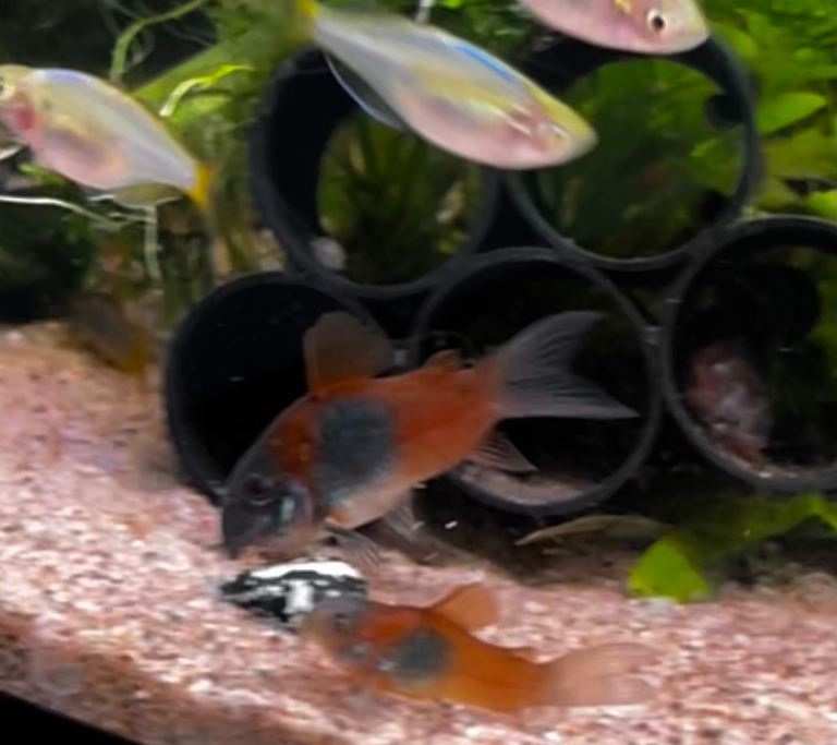 Tropical fish