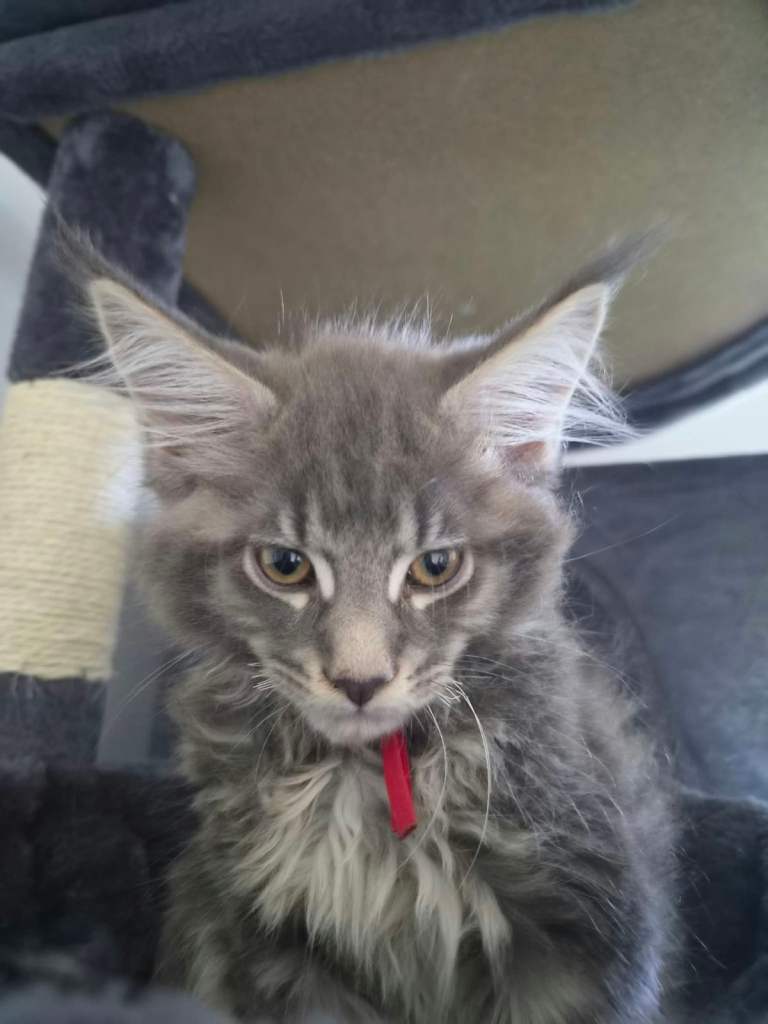 Gorgeous Maine Coon kittens
