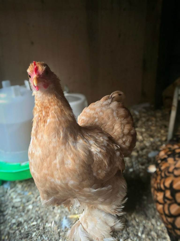 Bantam Chicks & Laying Hens – Various Ages 🐥