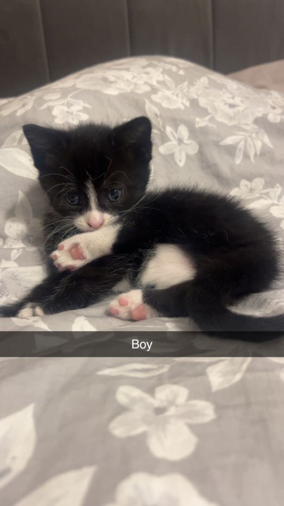 Female and male kittens for sale 