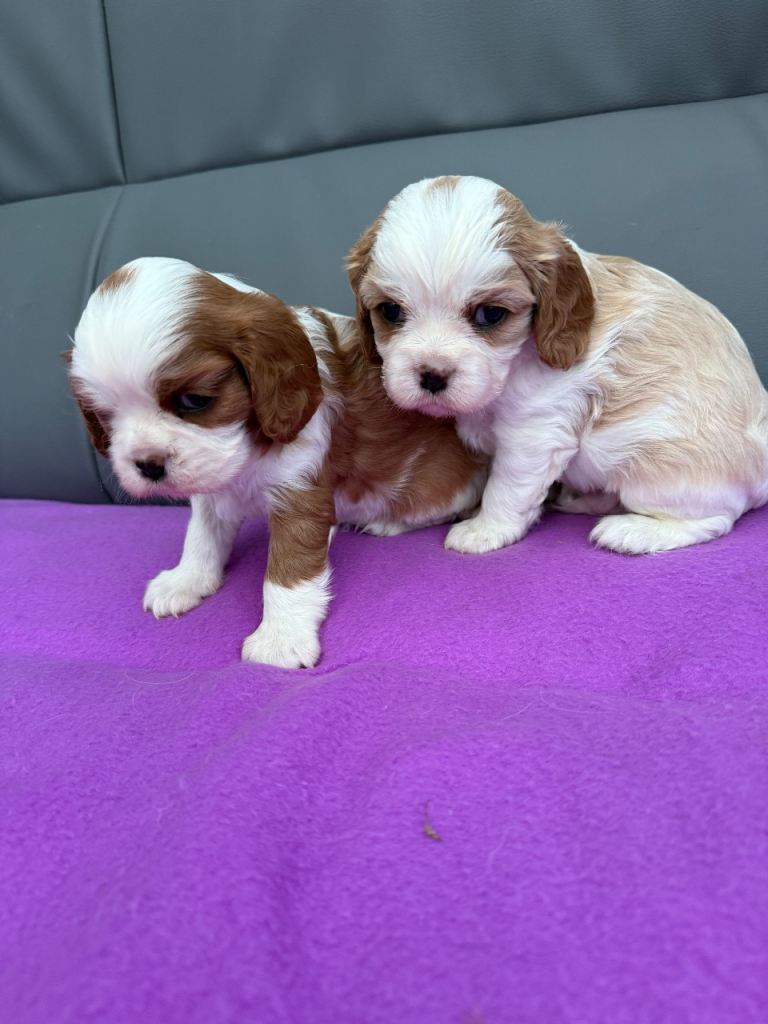 Cavalier King Charles spaniel puppies 