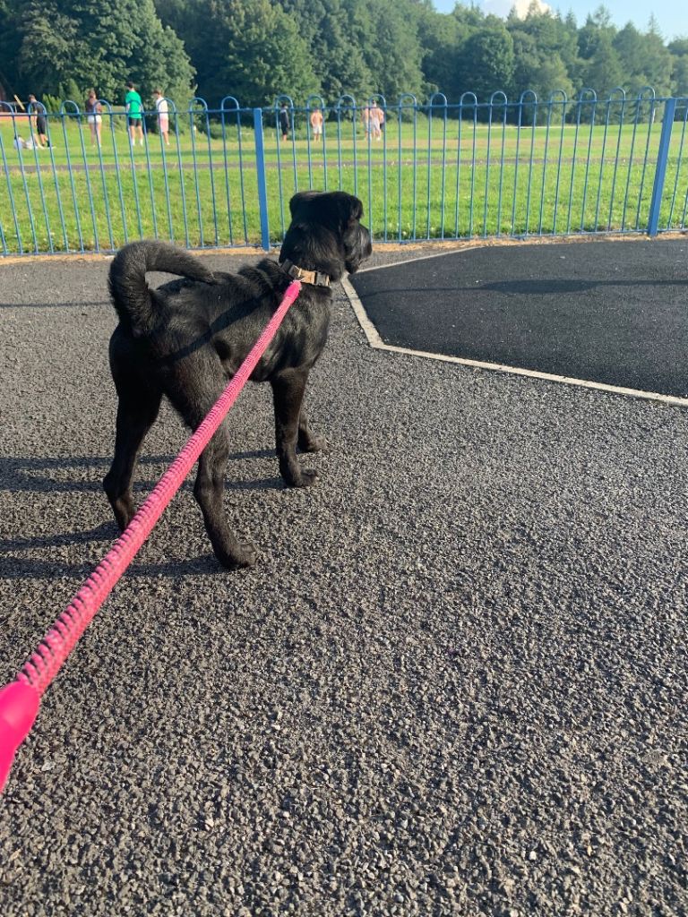  7 month old puppy 