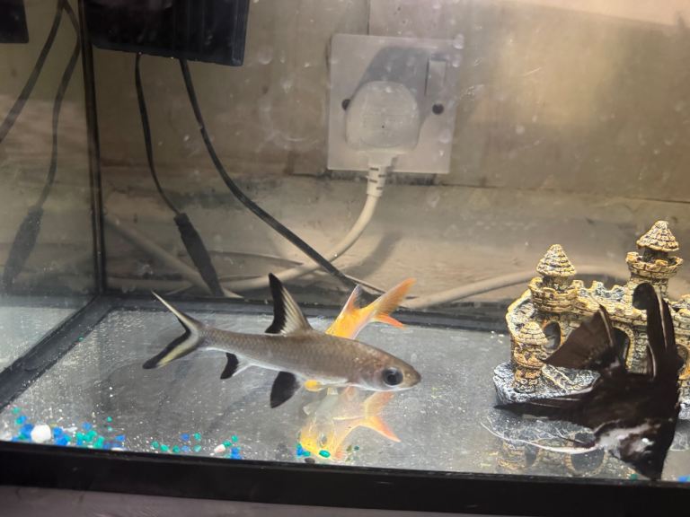 Tropical fish