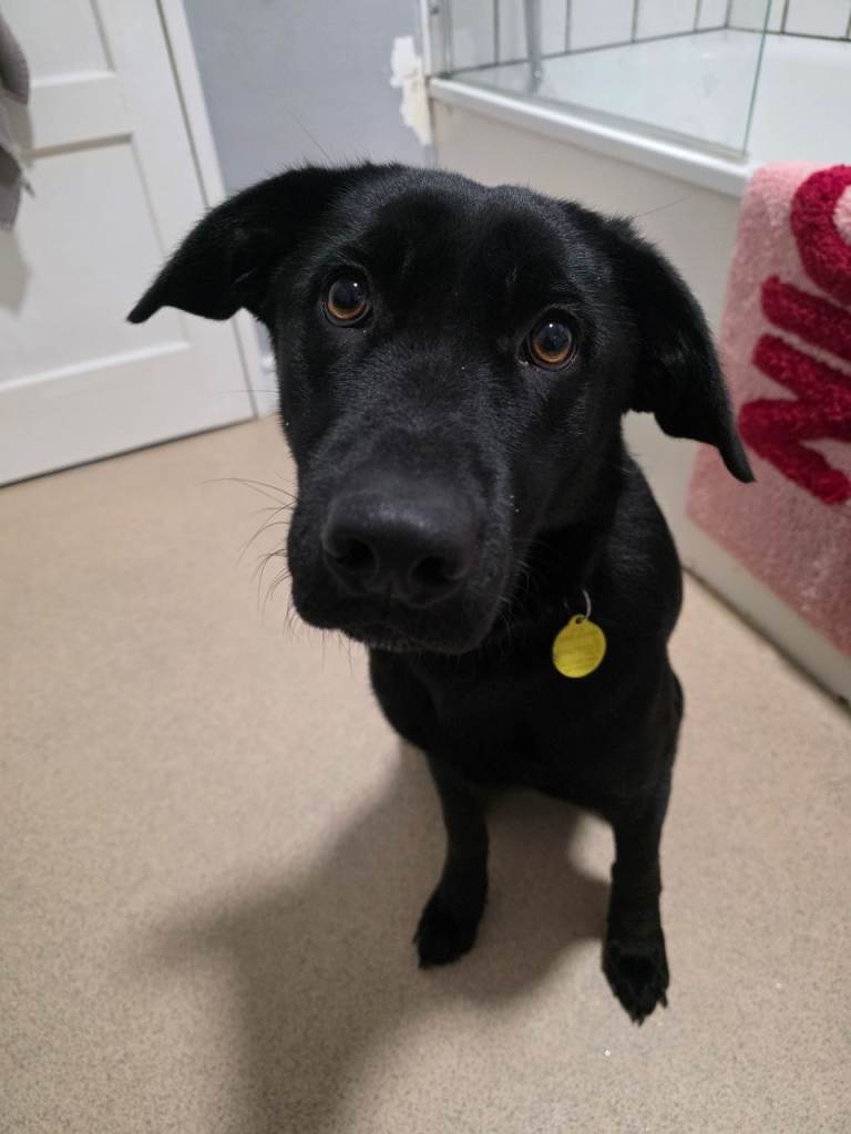 Raven - Lab cross