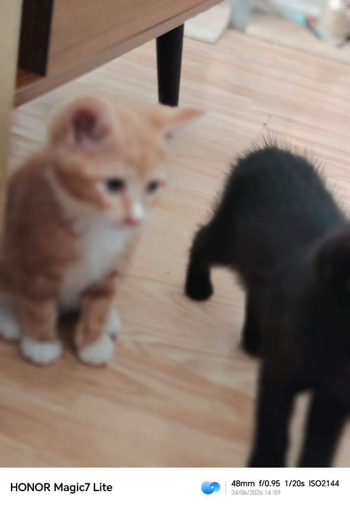Cats kitten