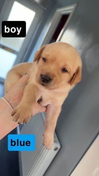 Labrador puppies