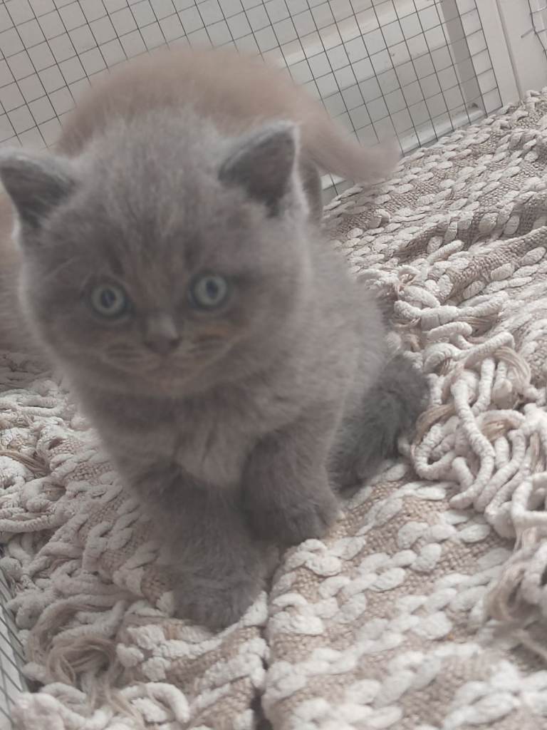 Beautiful British Shorthair Kittens for Sale