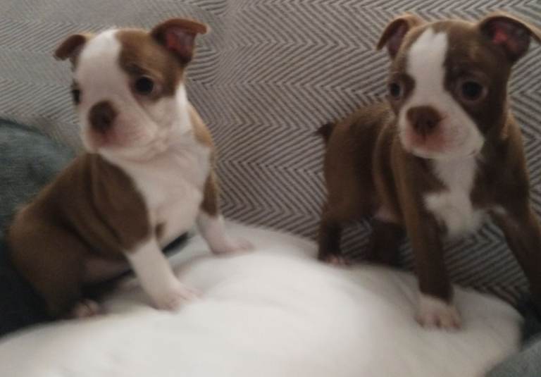 £1600 KC reg Boston terrier pups 