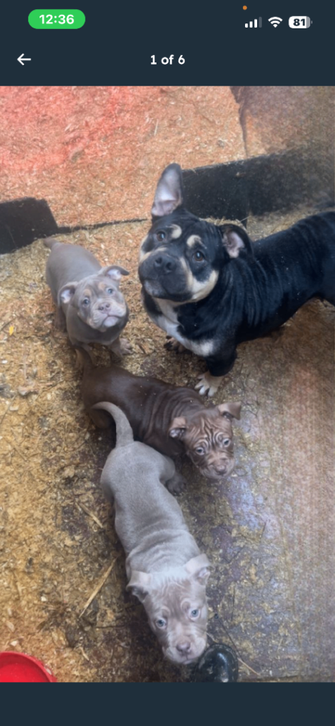 ⭐️⭐️POCKET BULLYS⭐️⭐️