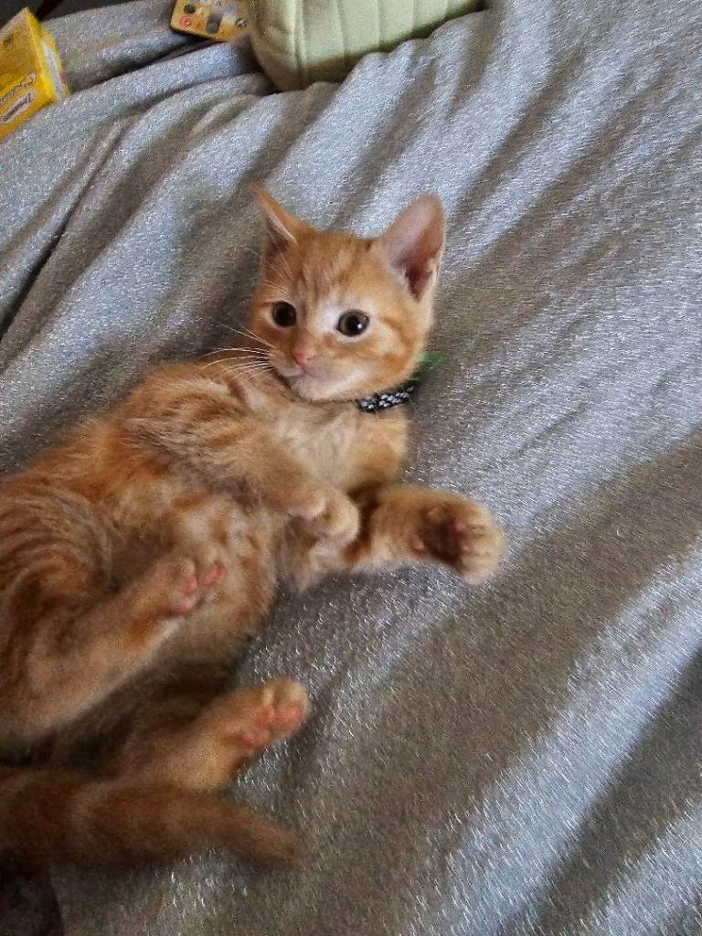 6 male ginger kittens