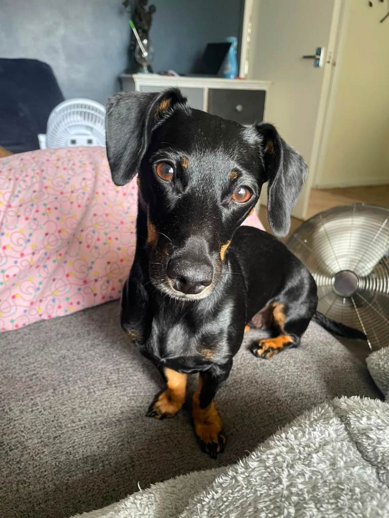 Dachshund cross