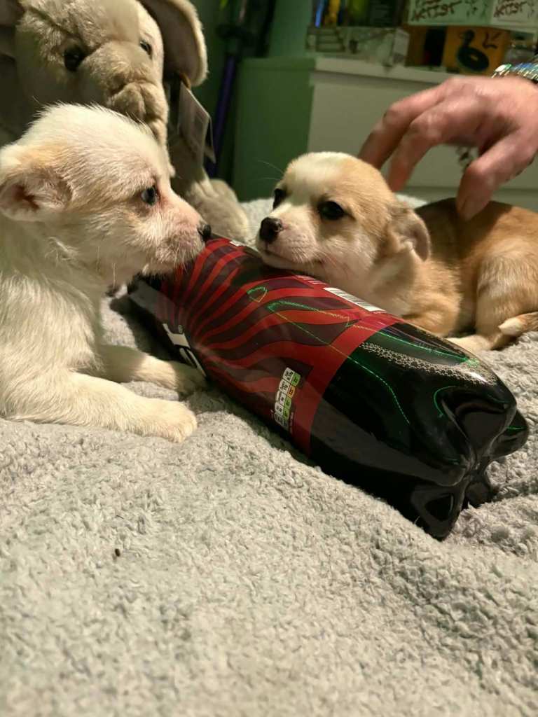 Adorable Toy Chi-Tzu Puppies in Spennymoor