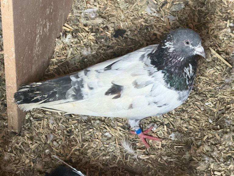 Pakistani pigeons 