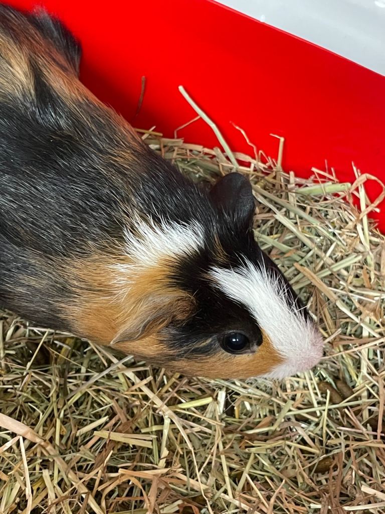 Two beautiful tricolour 8 week old boars