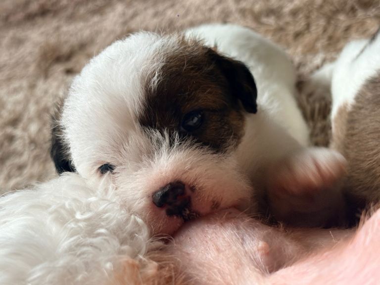 Jack Tzu Puppies 