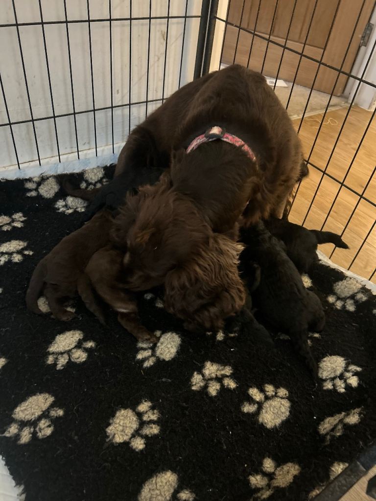 Cockapoo puppies boys and girls 