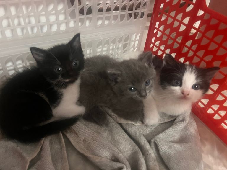 Kittens 