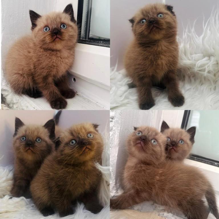 kittens ready to go new homes