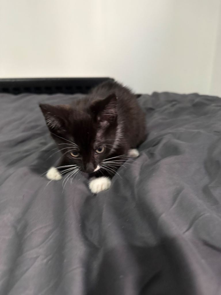 Black and white female kitten