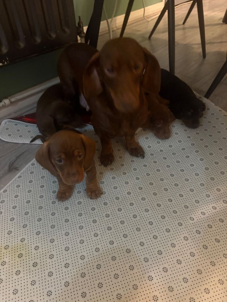Dachshund pups