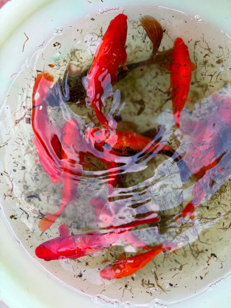Koi Fish for Sale – 15 Pond Koi