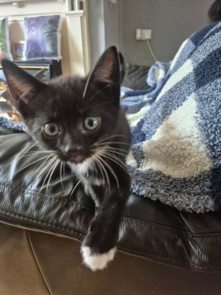 5 lovely kittens fot sale
