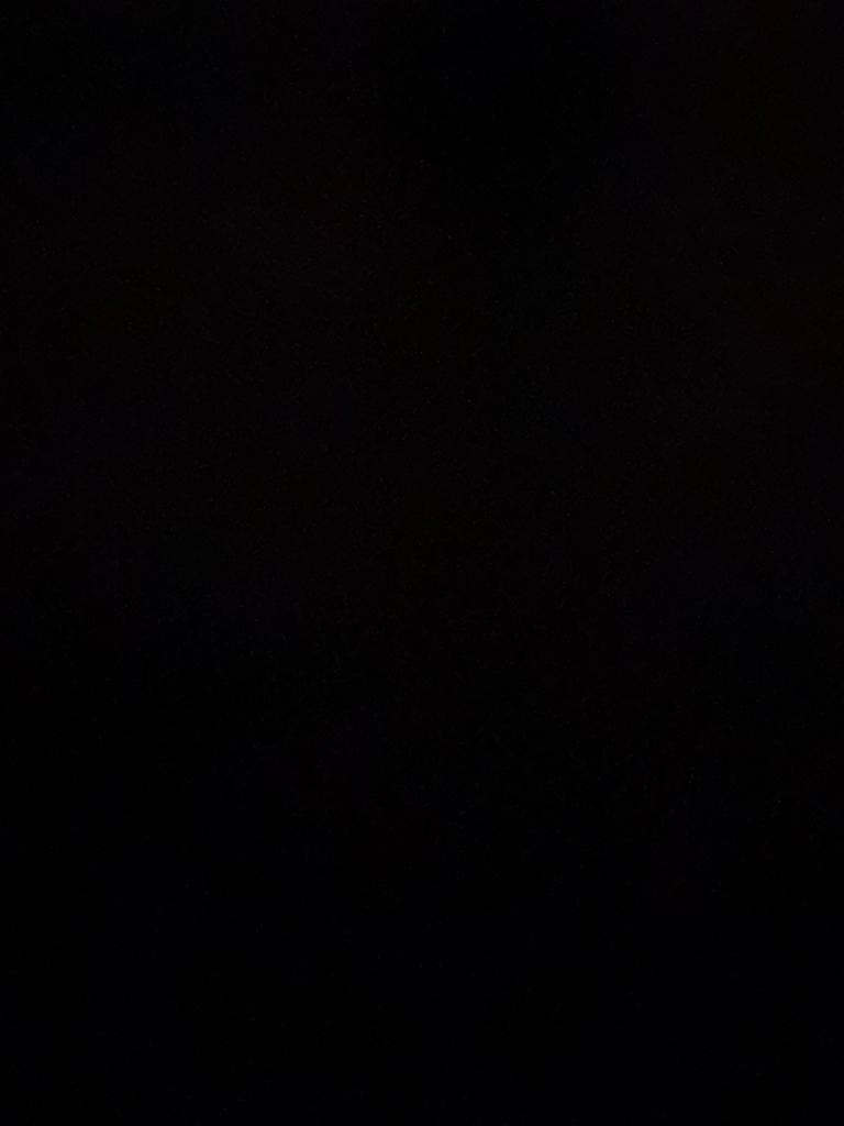 Russian blue Kitten cat 