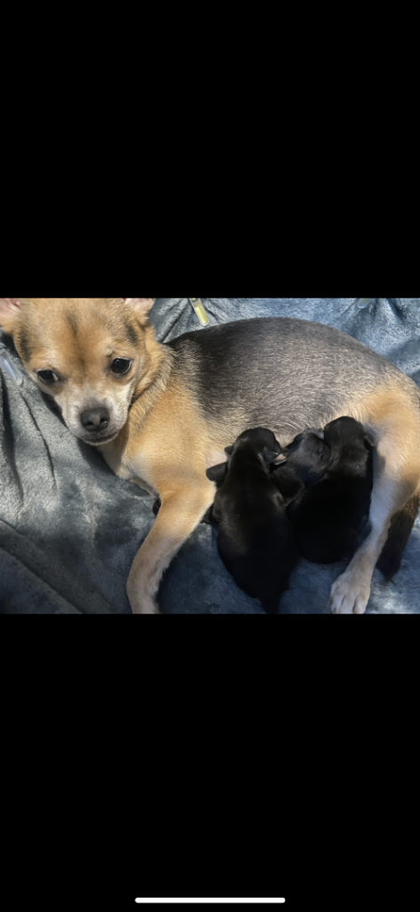 Chihuahua Puppies