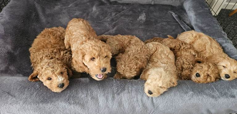 Only 4 Left! Beautiful Cockapoo Puppies