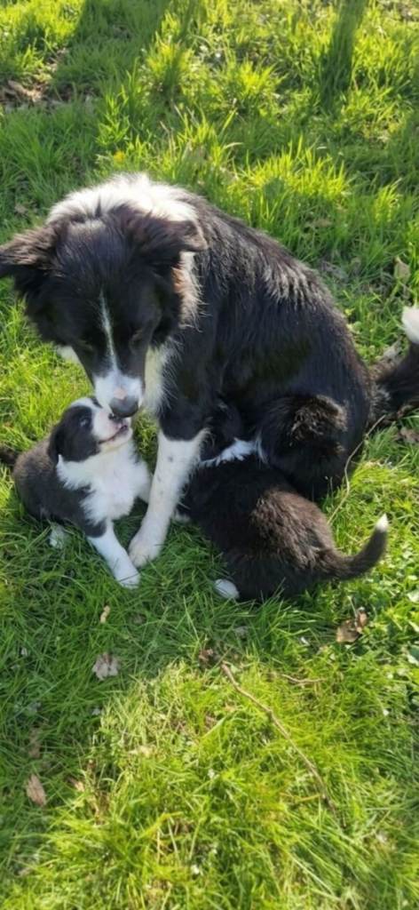Border Collie  puppies