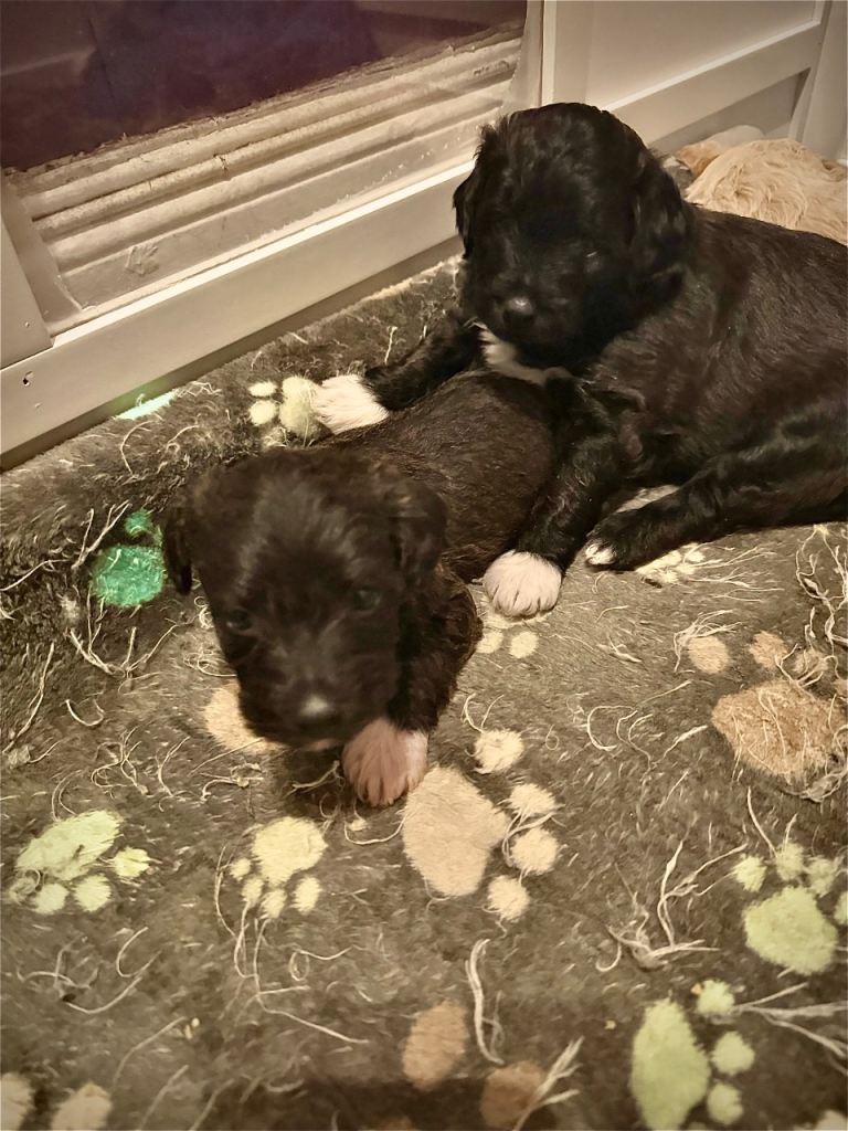 Jackapooshon’s for sale 