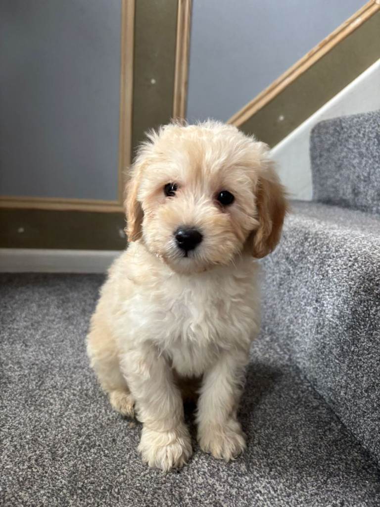 Coton Noodle Last Boy Puppy Ready Now