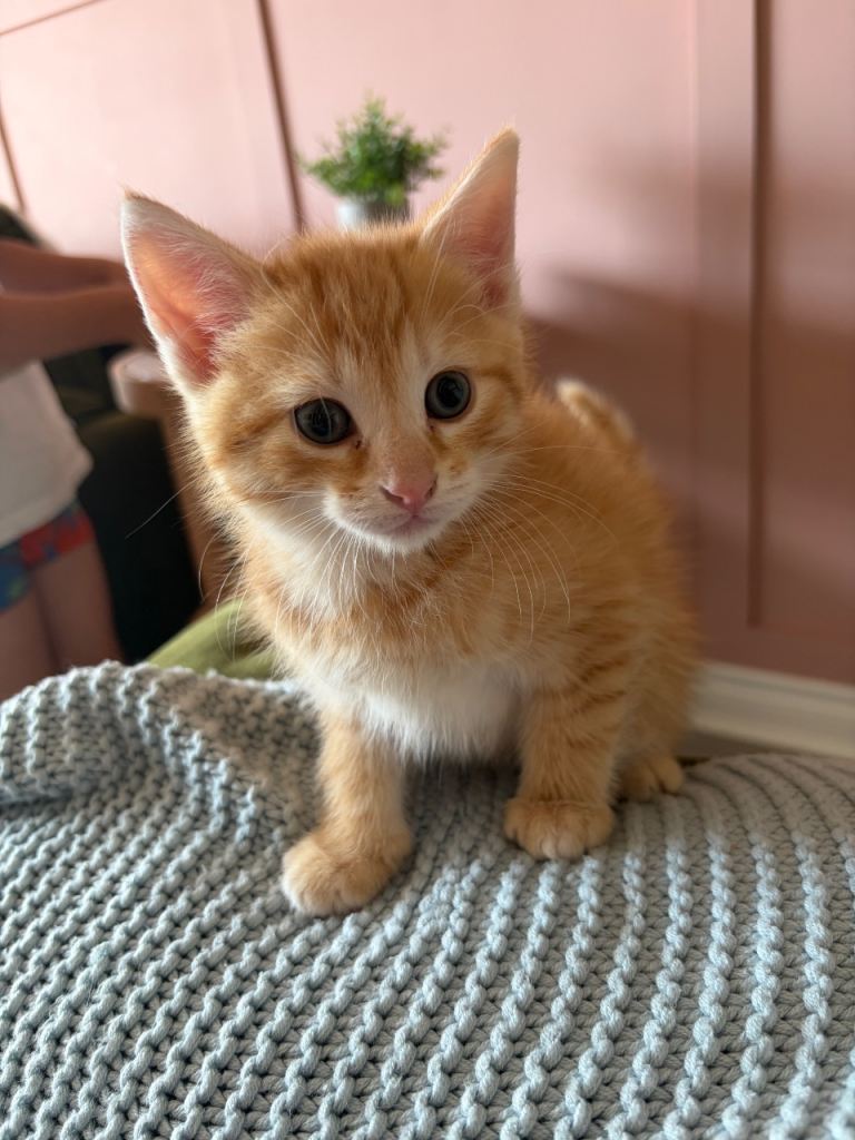 Ginger kitten 