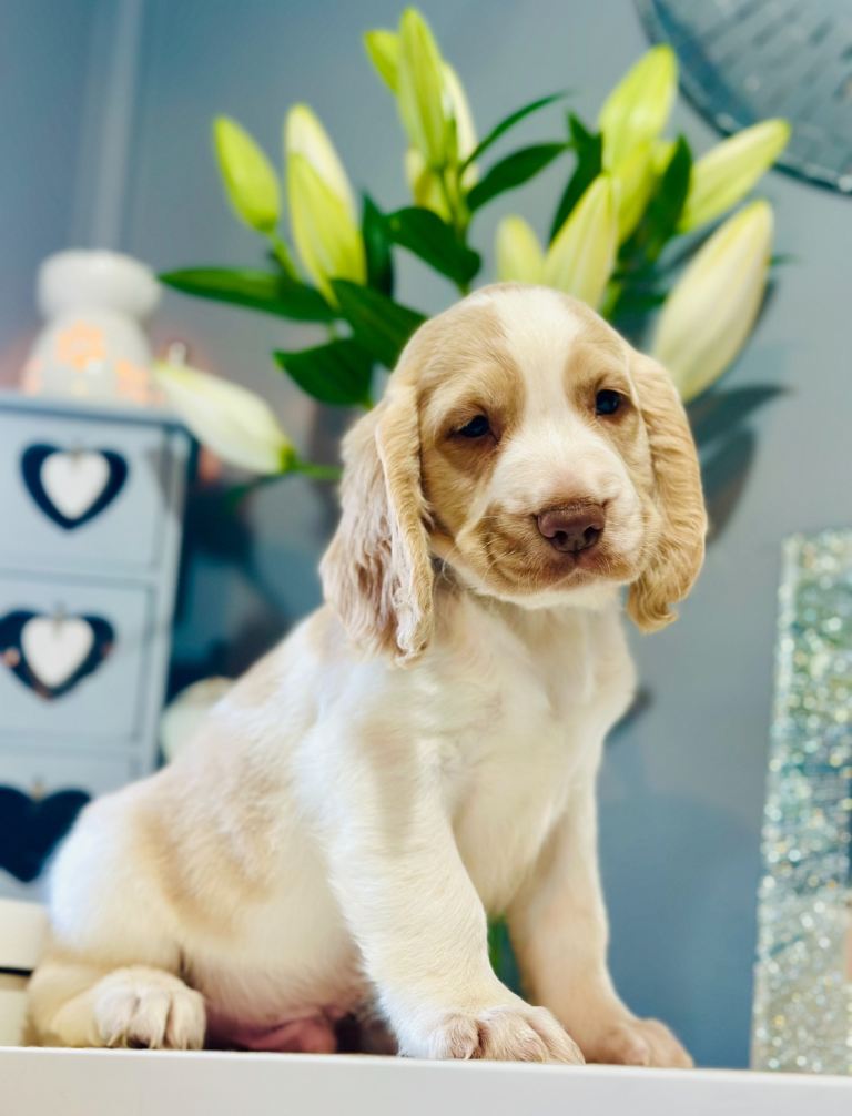 Male sprocker spaniel
